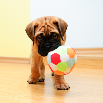 Boxer Boxer