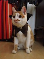 Katzenmodell Mila im CatCape, Version 