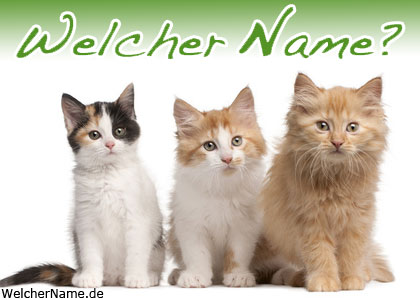 Was muss ichüber Katzenbabys und Katzenhaltung wissen? Was muss ichüber Katzenbabys und Katzenhaltung wissen?