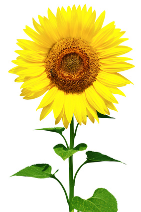 Software für den Blumengroßhandel, Pflanzengroßhandel, Blumenimport Software für den Blumengroßhandel, Pflanzengroßhandel, Blumenimport