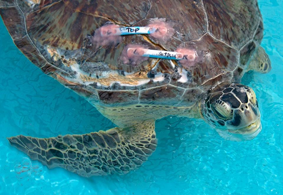 Bild- und Videorechte: Florida Keys News Bureau Bild- und Videorechte: Florida Keys News Bureau