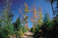 Glastradition Bayerischer Wald