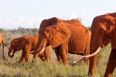 Rote Elefanten auf Kenia Safari Rote Elefanten auf Kenia Safari