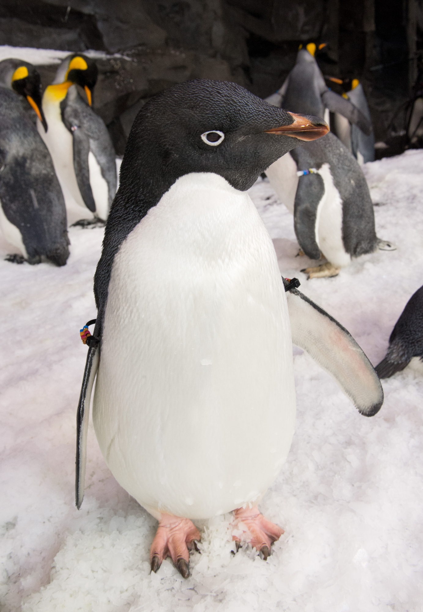 Der SeaWorld&Busch Gardens Conservation Fund unterstützt auch Adeliepinguine in der Antarktis