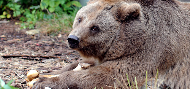 Nach 32 Jahren Gefangenschaft im Bärenzwinger: Tierärzte bescheinigen Schnute nun doch Transportfähi