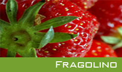 Fragolino - Kultgetränk 2009 Fragolino - Kultgetränk 2009