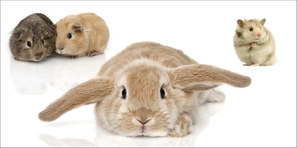 Das Kaninchen ist das Lieblingstier der markt.de Nutzer, gefolgt von Meerschweinchen und Hamster, Das Kaninchen ist das Lieblingstier der markt.de Nutzer, gefolgt von Meerschweinchen und Hamster,