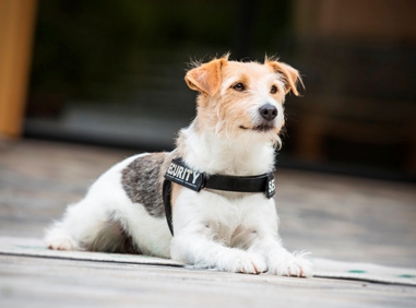 © Daniel Zangerl – Lieselotte, Security Hund des Hotels © Daniel Zangerl – Lieselotte, Security Hund des Hotels