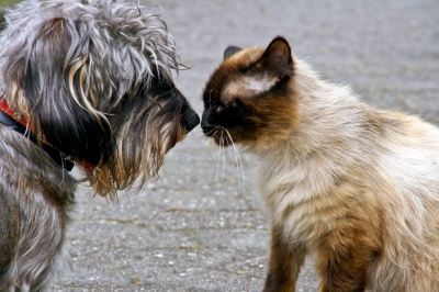 Kuscheln ist gut, außer einer ist erkältet (Foto: Ulla Trampert/pixelio.de).