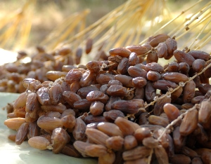 Erntefrische Gebana Datteln aus Tunesien Erntefrische Gebana Datteln aus Tunesien