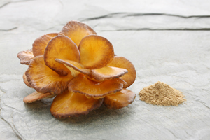 Der Maitake enthält Ergosterin eine Vitamin-D-Vorstufe und  ein wichtiger Baustein für die Knochenge