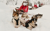 Finnland_Hundeschlittentour_Trave and Personality Finnland_Hundeschlittentour_Trave and Personality