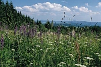 Wellnessurlaub in der Natur des Bayerischen Waldes Wellnessurlaub in der Natur des Bayerischen Waldes