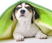 orthopädische Hundebetten orthopädische Hundebetten