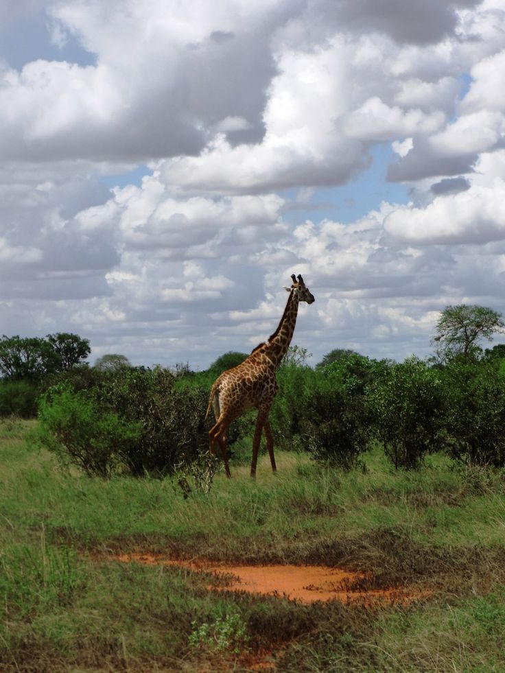 Auf Kenia Safari im Tsavo Nationalpark Auf Kenia Safari im Tsavo Nationalpark