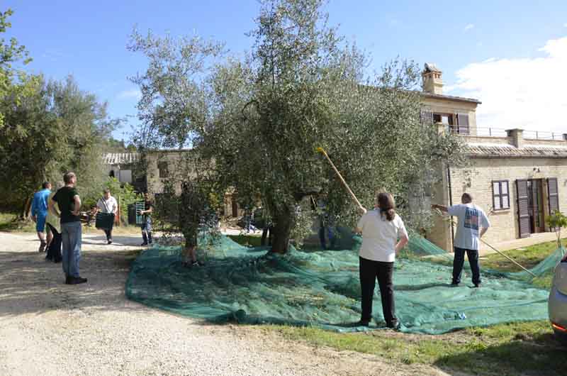 Olivenernte in Montefiore dell’Aso (Foto: Bonpago)