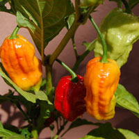 Bhut Jolokia Chilis gehören zu den schärfsten Chilis der Welt Bhut Jolokia Chilis gehören zu den schärfsten Chilis der Welt