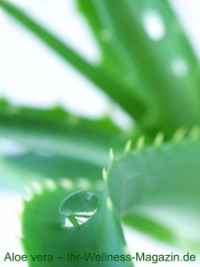 Aloe Vera: Gesundheit durch die Wirkung der Aloe Vera Pflanze 