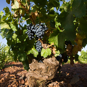 Garnacha_Rebe Garnacha_Rebe