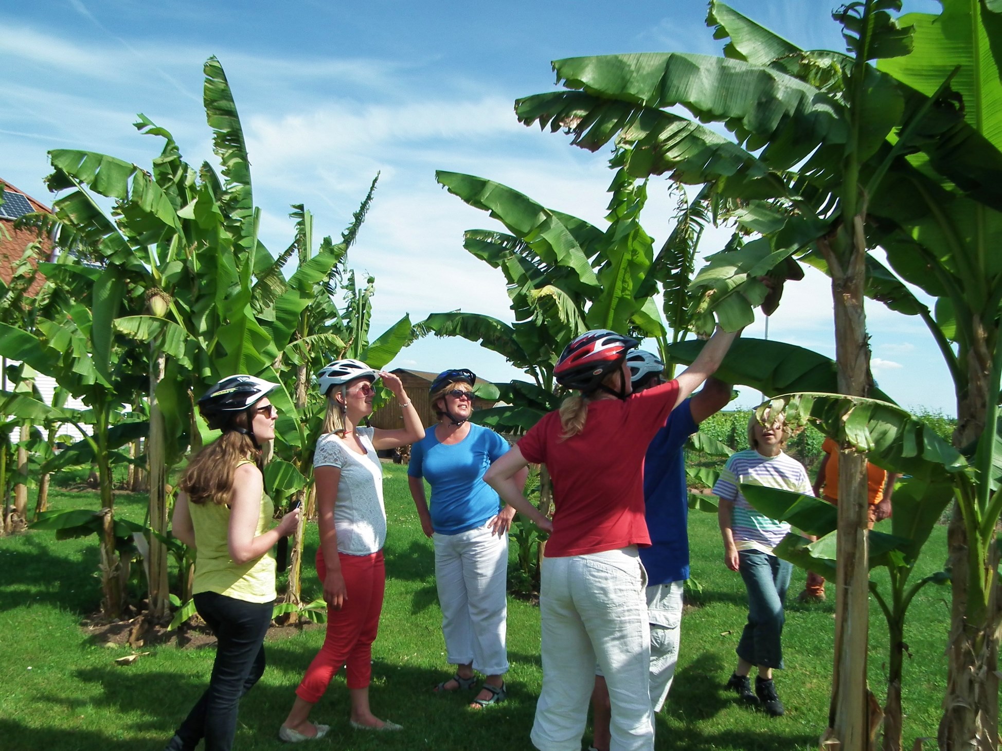 Besuch einer Bananenplantage bei einer Radtour  mit genussradeln-pfalz