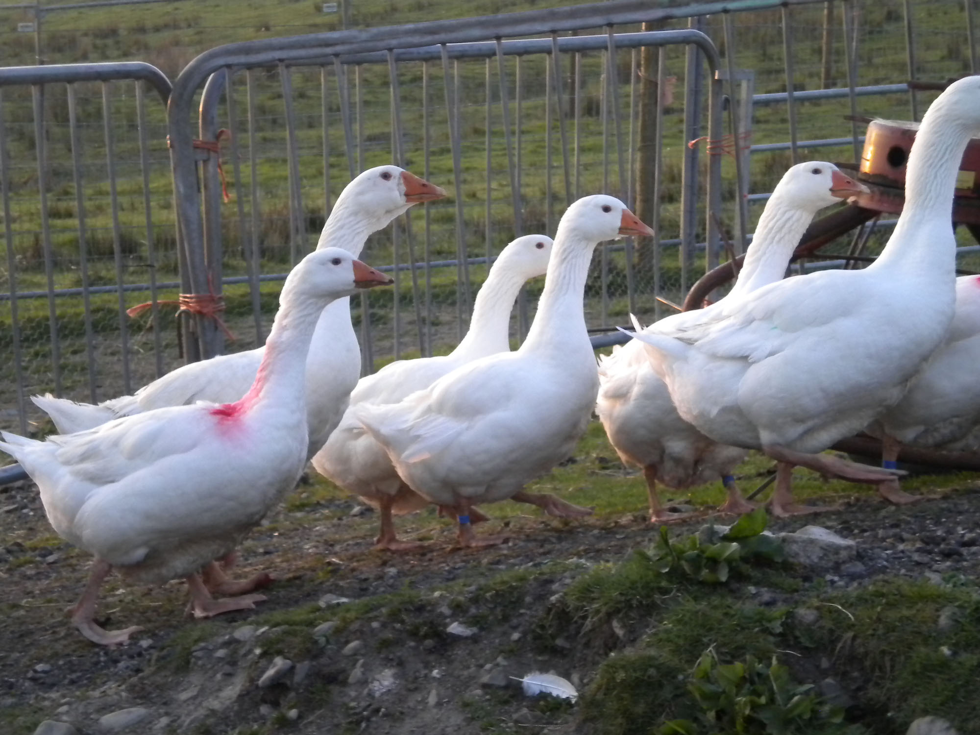 Gänse vor dem Weihnachtsfest Gänse vor dem Weihnachtsfest