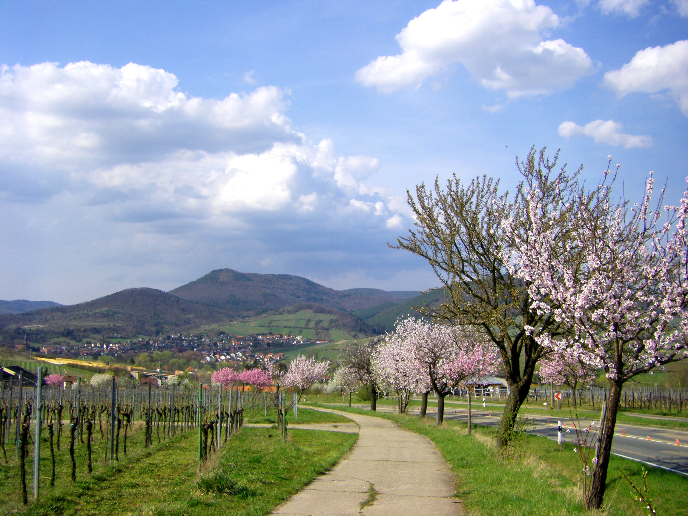 Pedelec Radtouren  zur  rosa Mandelblüte  mit genussradeln-pfalz  sind individuelle  Geschenke