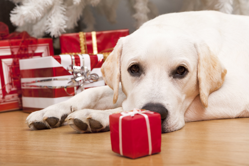 Tierische Weihnachten für Tierschutzhunde Tierische Weihnachten für Tierschutzhunde