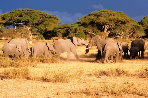 Kenia Safari Reise Out of Africa Kenia Safari Reise Out of Africa