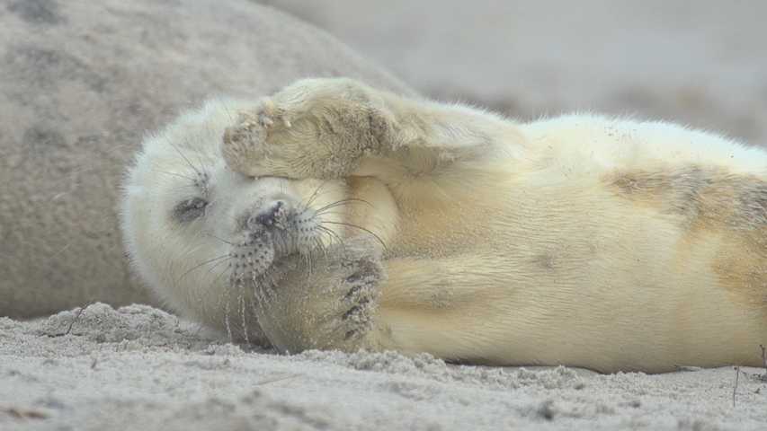 Robbenbaby am Strand von Helgoland Robbenbaby am Strand von Helgoland