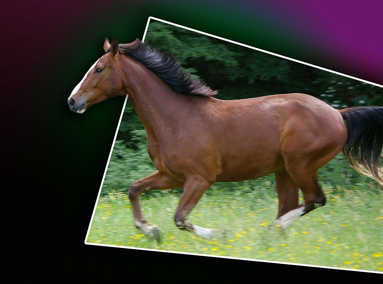 Horse-Domains: Optimale Domains für eine populäre Sportart Horse-Domains: Optimale Domains für eine populäre Sportart