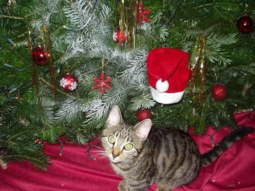 Das Deutsche Tierschutzbüro e.V. warnt: Tiere sind keine Weihnachtsgeschenke Das Deutsche Tierschutzbüro e.V. warnt: Tiere sind keine Weihnachtsgeschenke