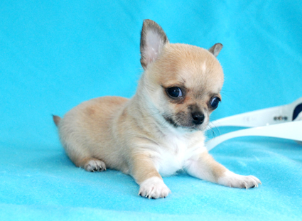 Chihuahua Welpen - kleiner Hund mit grossem Herz