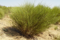 Rooibos-Tee-Busch Rooibos-Tee-Busch