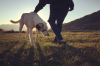 Hundetraining mit Mindset (Die Bildrechte liegen bei dem Verfasser der Mitteilung.)