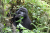 Gorilla-Tracking in Uganda (Die Bildrechte liegen bei dem Verfasser der Mitteilung.)
